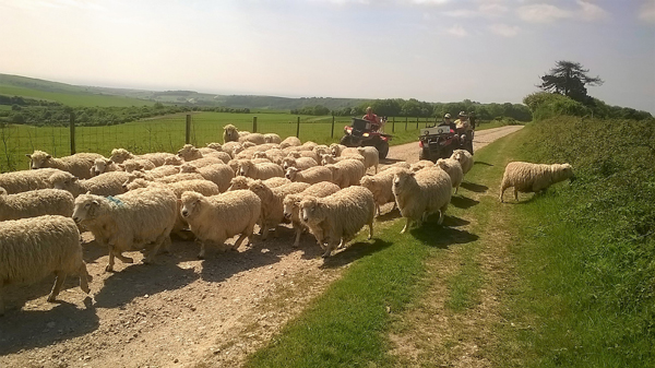 DD Sheep